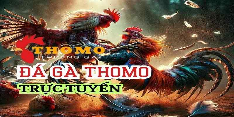 Đá Gà Thomo - Luật Và Kinh Nghiệm Chơi Luôn Thắng 2024 1 đá gà thomo